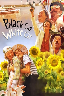 Schwarze Katze weisser Kater